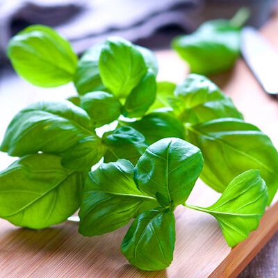 Erbe e aromi - Il "DosafacileBasilico