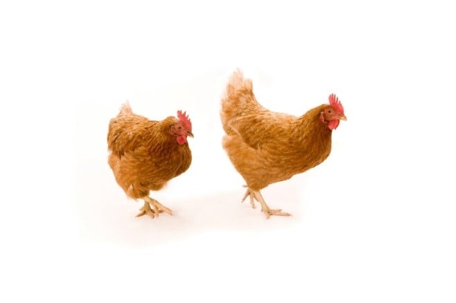 Pollo e tacchino: il nostro impegno e la linea antibiotic free